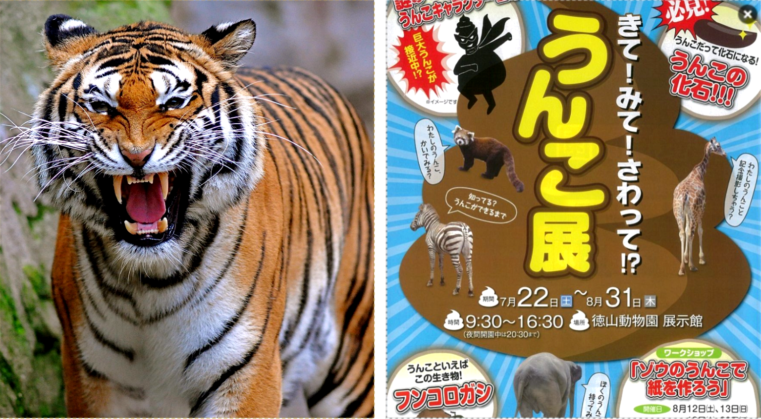 Japanese Zoo Features Bizarre Exhibition Where Guests Can Play With Animal Poop