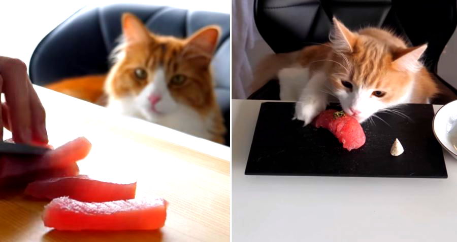 Japanese YouTuber Prepares Fancy Sushi From Scratch For His Cats