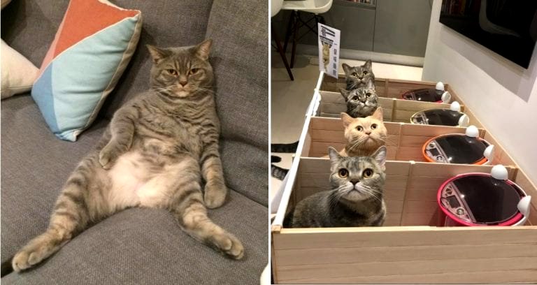 Hong Kong Couple Comes Up With Genius Solution For Fat Food-Stealing Cat