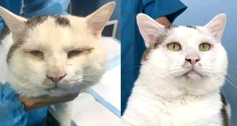 Fatty the Cat Goes Viral After Getting Double Eyelid Surgery in China