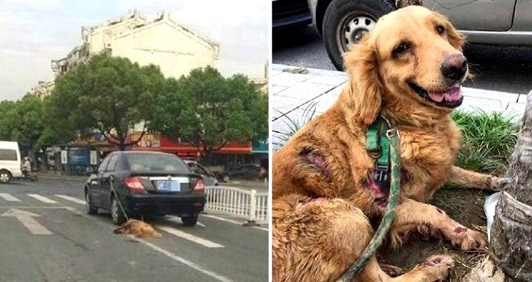 Golden Retriever Dragged By Car in China, Driver Claims He Didn’t Notice