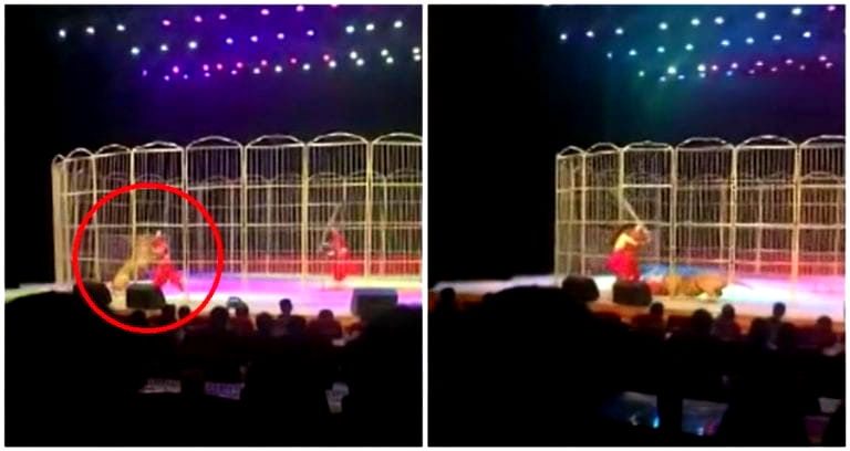 Overworked Circus Tiger Attacks Trainer During Performance in China