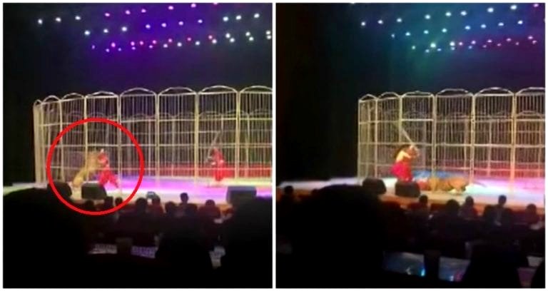 Overworked Circus Tiger Attacks Trainer During Performance in China