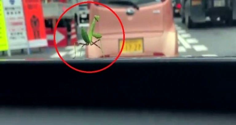 Praying Mantis Thanks Driver in the Most Adorable Way For Giving Him a Ride in Japan