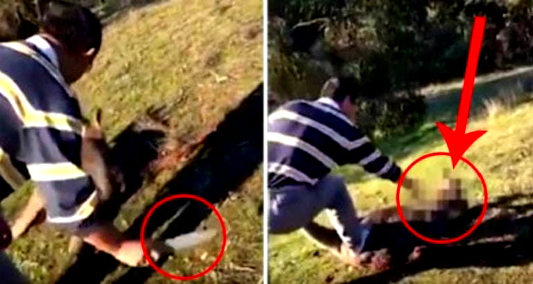 Man Arrested Over Brutal Attack on Helpless Kangaroo in Australia