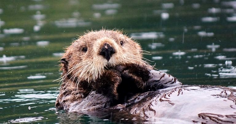 ‘Extinct’ Japanese Otter Caught on Camera After Nearly Four Decades