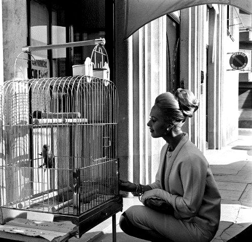 Tippi Hedren Birds