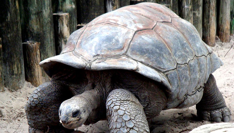 Escaped Giant Tortoise Found 460 Feet From Japanese Zoo After Two Weeks