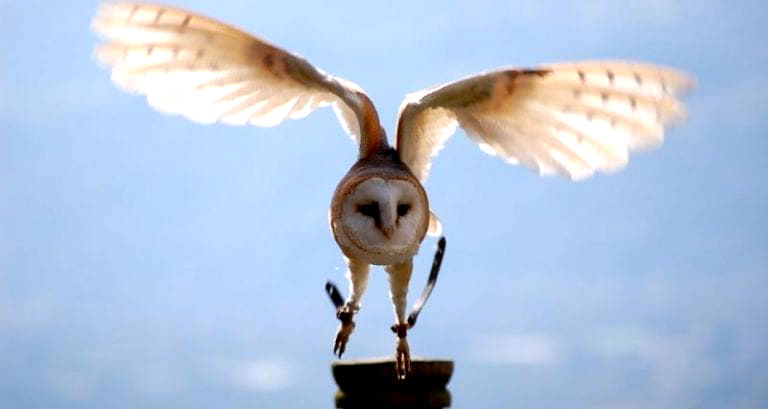 ‘Harry Potter’ Fans are Now a Threat to Wild Owls in Asia, Study Finds