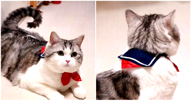 Adorable Cat Clothing Turns Any Feline Into a Japanese Schoolgirl