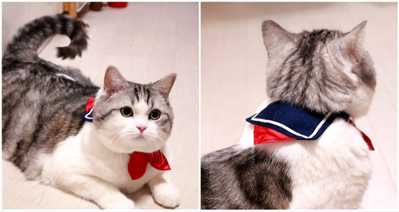 Adorable Cat Clothing Turns Any Feline Into a Japanese Schoolgirl