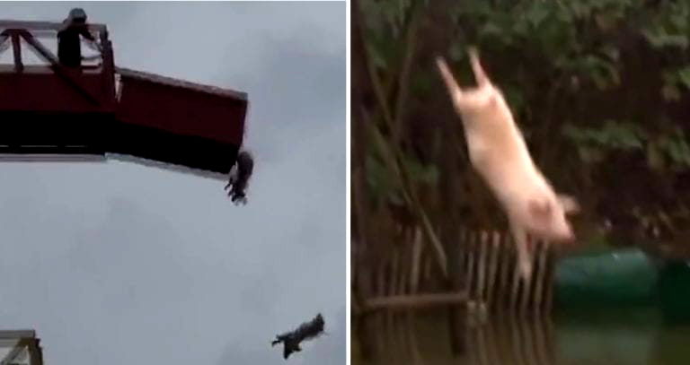 Chinese Farmer Builds Epic Multi-Story Platform For ‘Pig Diving’