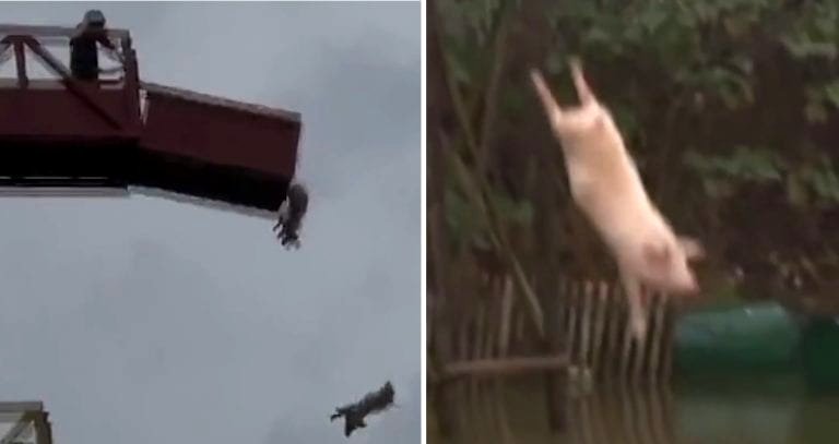 Chinese Farmer Builds Epic Multi-Story Platform For ‘Pig Diving’