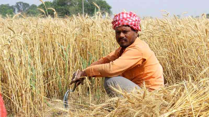 Global Warming Has Caused 60,000 Indian Farmers to Commit Suicide