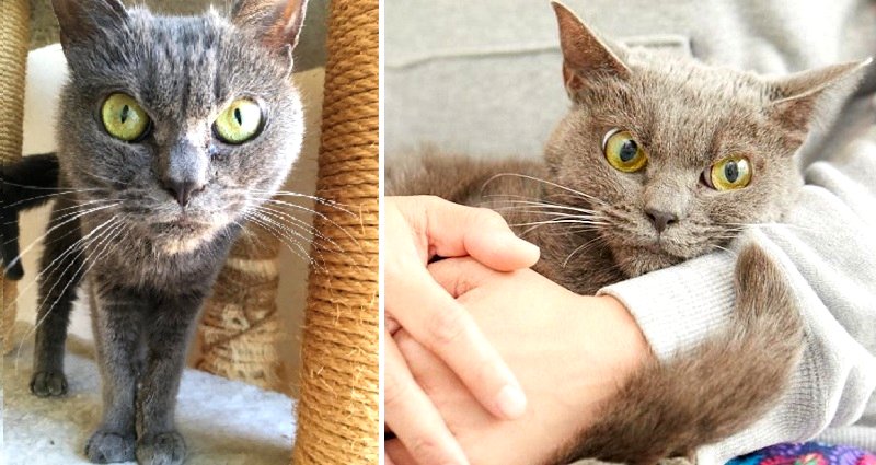 Cat in Tokyo Develops Epic ‘Resting Bitch Face’ After Surviving a Year in a Shelter