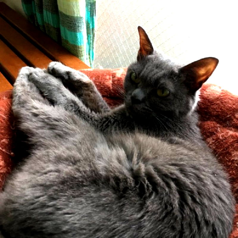 Ohio shelter cat becomes famous for his resting cranky face