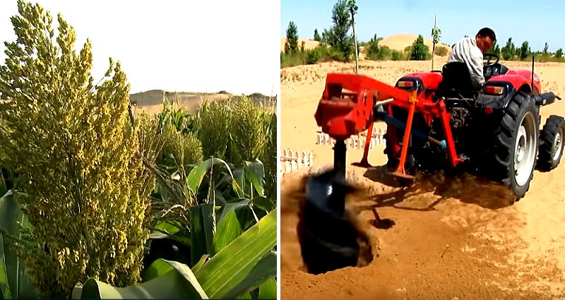 Chinese Scientists Develop Revolutionary Paste that Transforms Desert Into Fertile Farmland