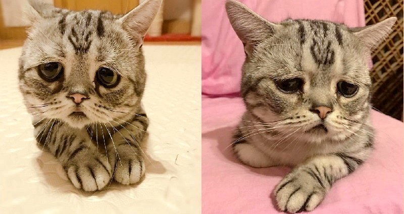 Beijing Cat With The Saddest Eyes Ever Brings Nothing But Joy to the World