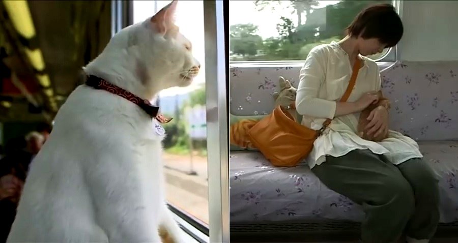 Japanese Railway Company Now Lets Cats Loose Aboard Moving Trains for Passengers