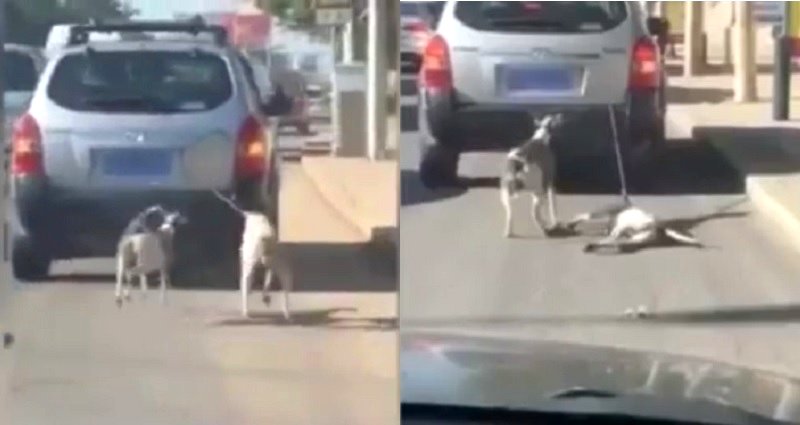 Man Drags Two Exhausted Dogs With His Car to ‘Train Them’ for Race in China
