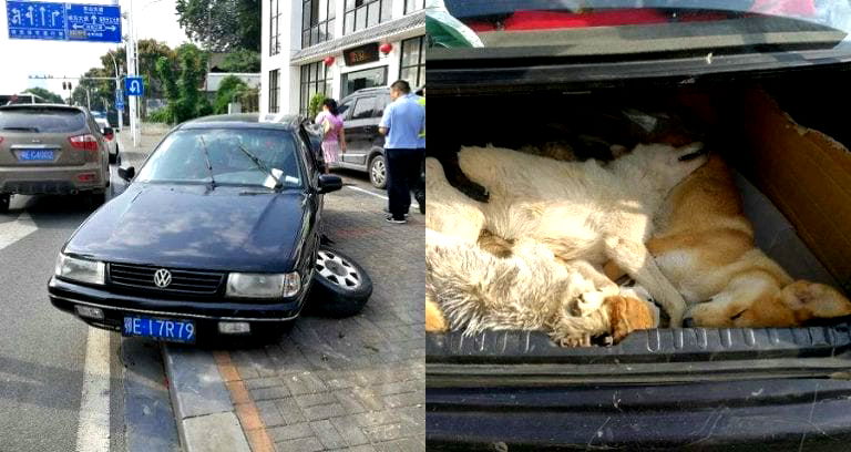 Restaurant Owner Who Killed Dogs for Hot Pot Caught By Vigilante After High-Speed Chase in China