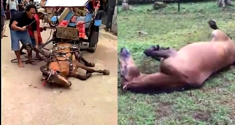 Rescued Horse’s Reaction to New Home in Indonesia Will Make You Cry Tears of Joy