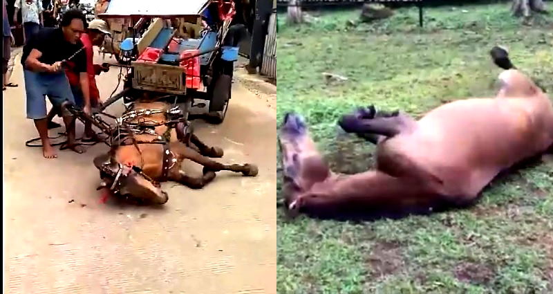 Rescued Horse’s Reaction to New Home in Indonesia Will Make You Cry Tears of Joy