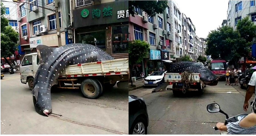 Fishermen Spark Outrage After Driving a Dead Whale Shark to Illegally Sell Around Town in China