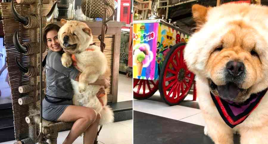 ‘Chubby’ Chow Chow Doggo in the Philippines Will Make Your Ruff Day Better
