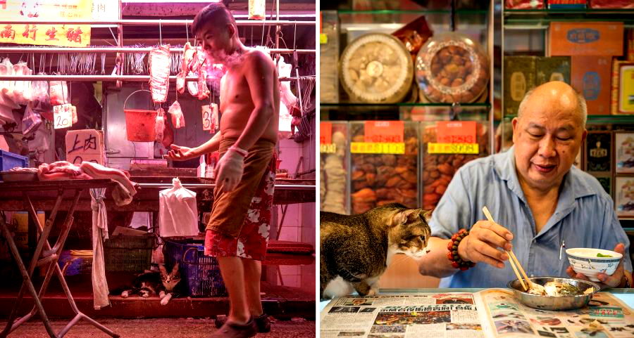 Dutch Photographer Captures The Lives of Cats and Dogs Living in Hong Kong’s Street Markets