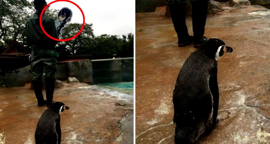 Penguin in Japan Heartbroken After Zookeeper Takes His Beloved Anime ‘Wife’