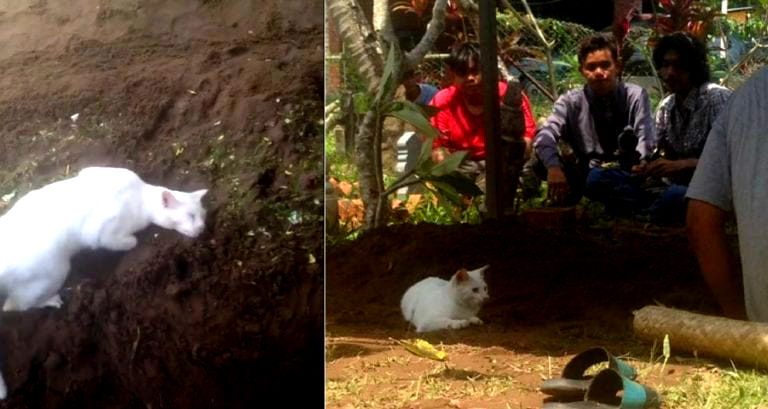 Devastated Cat Refuses to Leave Dead Owner’s Side at Funeral in Malaysia