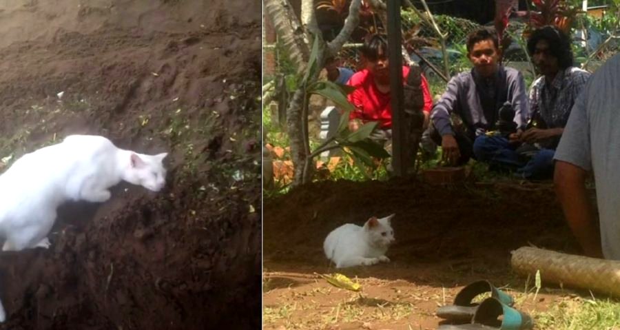 Devastated Cat Refuses to Leave Dead Owner’s Side at Funeral in Malaysia
