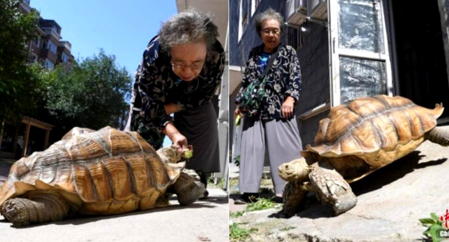 Chinese Granny Chilling in the Streets With Her Giant Tortoise is Everything