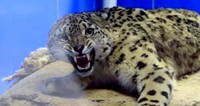 Chinese Experts Rescue Paralyzed Snow Leopard Found in Tibetan Plateau