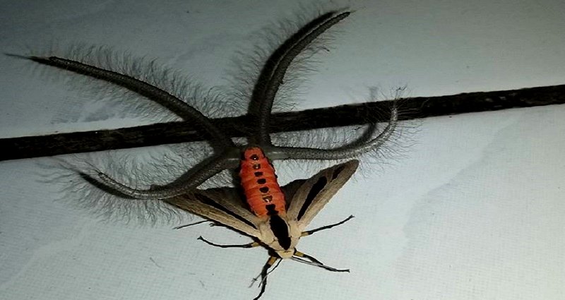 People are Freaking Out Over ‘Nightmare’ Moth Found in Indonesia
