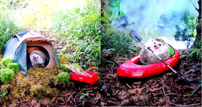 Japanese Hedgehog’s Adorable Camping Trip Will Warm Your Cold, Dead Soul