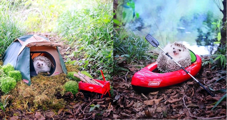 Japanese Hedgehog’s Adorable Camping Trip Will Warm Your Cold, Dead Soul