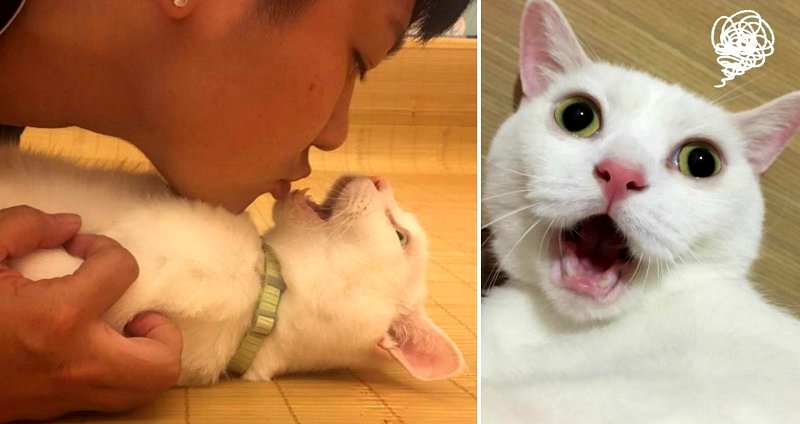 Taiwanese Cat Literally Forgets to Close His Mouth When Given Kisses