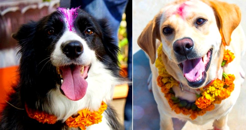 Nepalese Hindus Celebrate Dogs for Their Version of Diwali Called Kukur Tihar