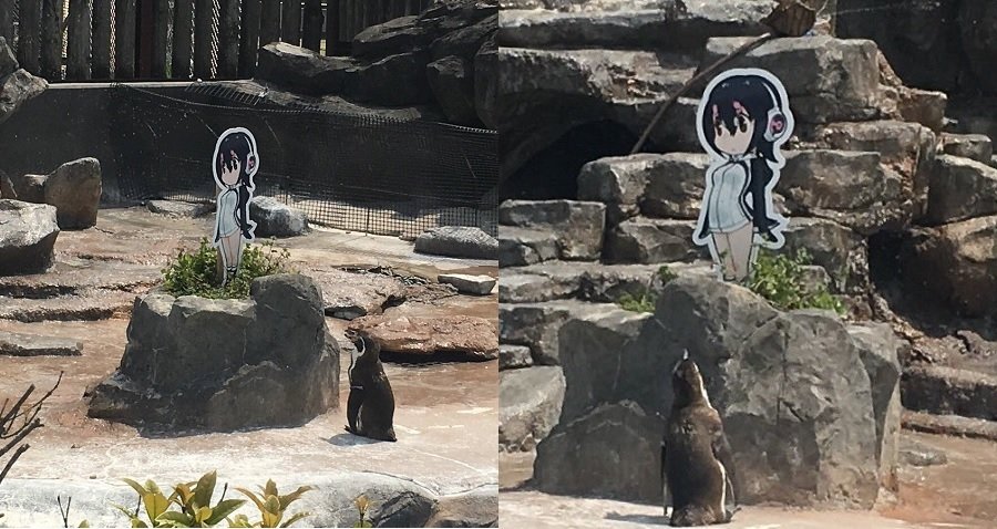 One Zoo's Penguin Has Fallen In Love With A Moe Anime Girl