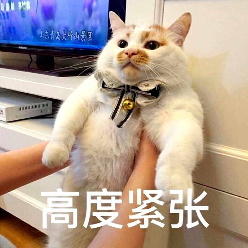 M'sian Buys Louis Vuitton Collar For Cat's 3rd Birthday, Netizens
