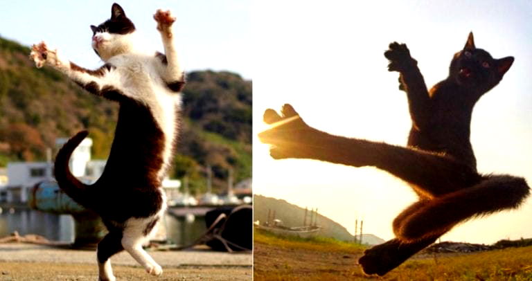 Japanese Photographer Captures the Purr-fect Moment Cats Become Ninjas