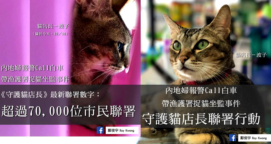 70,000 People in Hong Kong Sign Petition to Save Pharmacy Cat Accused of Scratching Boy