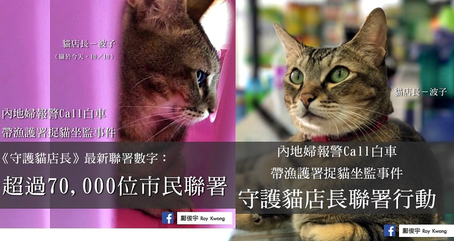 70,000 People in Hong Kong Sign Petition to Save Pharmacy Cat Accused of Scratching Boy