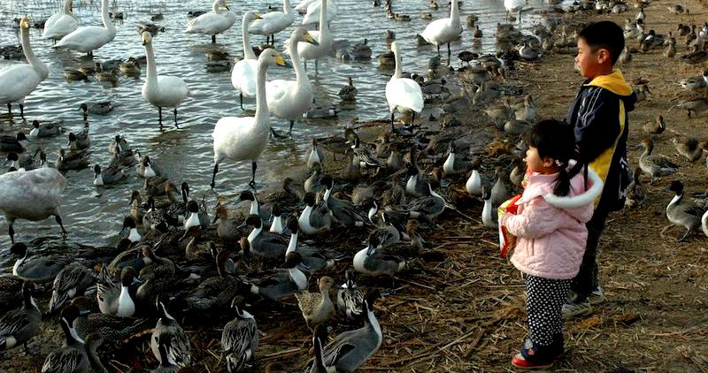 Deadly New Strain of Bird Flu in China Could Trigger Global Pandemic