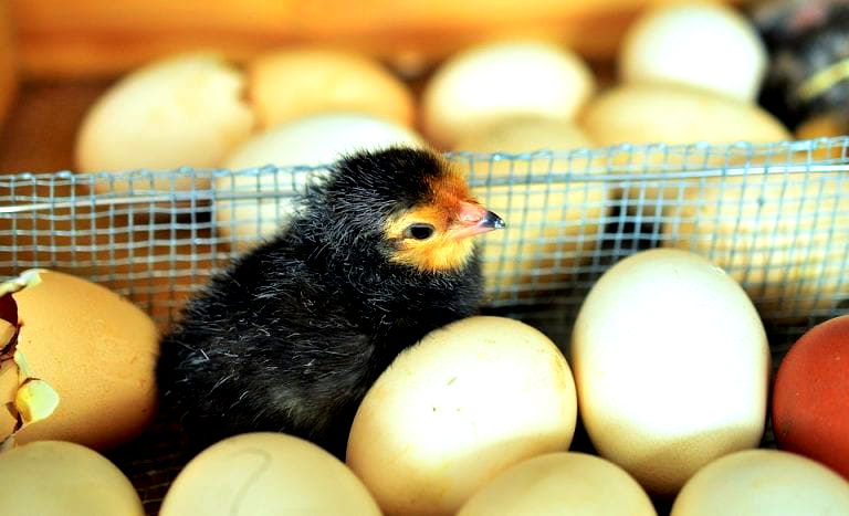 Japan Creates Chickens That Lay Eggs With Valuable Drugs in Them