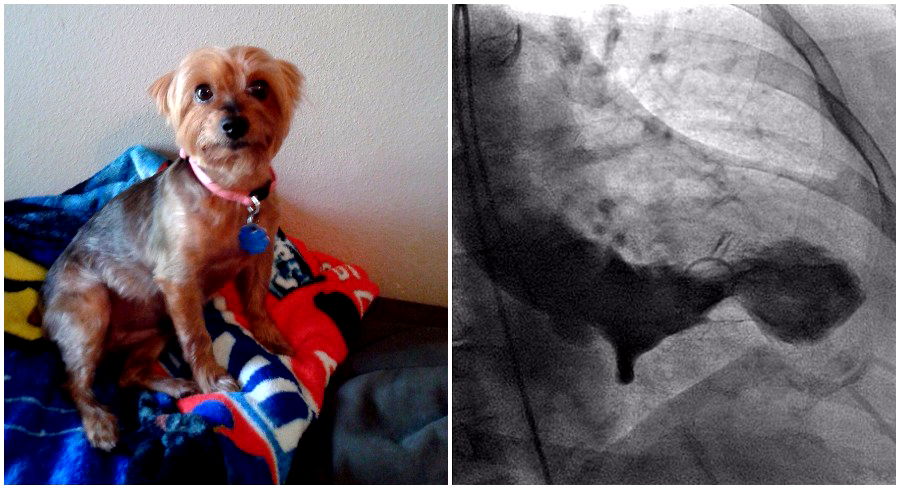 Texas Woman Gets Legitimate ‘Broken Heart Syndrome’ After Her Dog’s Death