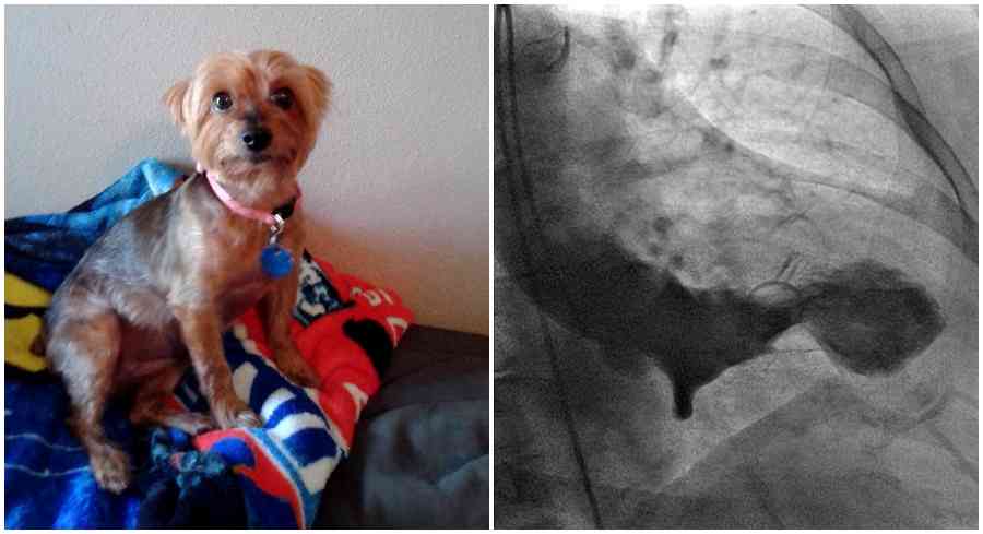 Texas Woman Gets Legitimate ‘Broken Heart Syndrome’ After Her Dog’s Death