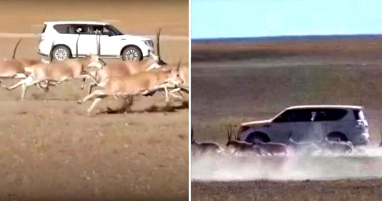 Chinese Tourists Fined $16,000 After Chasing Endangered Animals in an SUV for a Photo